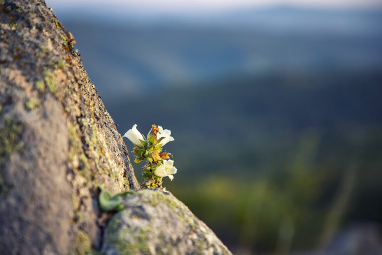 resilience at work